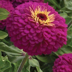 Uproar Rose Flower Zinnia Seed Pack