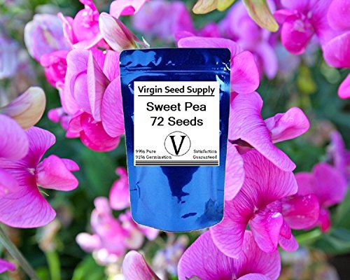 Virgin Seed Supply Sweet Pea 72 Count Flower Seed Pack Organic Non-gmo Heirloom Variety