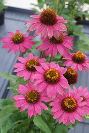 Wild Berry Coneflower Flower Seed Pack With Planting Instructions Echinacea Seeds