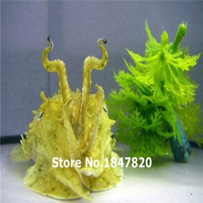 100pcs 22kinds Java Fish Tank Fern Aquatic Seeds Moss-live Aquarium Plant Bonsai Plant Seedsfree Shipping