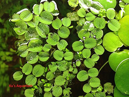 24 Water Spangles salvinia Minima Live Aquarium Floating Plant