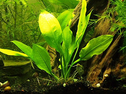 Amazon Sword Plant - Live Aquarium Plants By Aquatic Arts