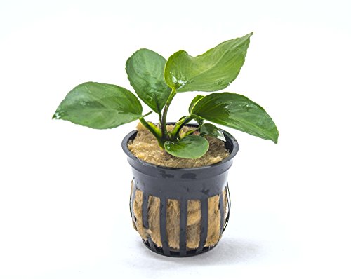 Anubias Barteri - Live Aquarium Plant With Large Leaves By Aquatic Arts