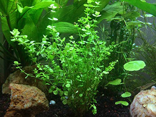 Baby Tears Plant - 2 Bunches - Live Aquarium Plants by Aquatic Arts