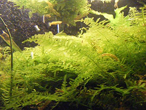 Christmas Moss Vesicular Montagnej Live Aquarium Plant 2x2