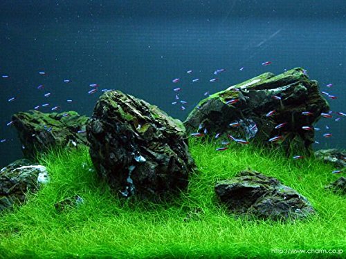 Dwarf Hairgrass - Live Aquarium Plant By Aquatic Arts