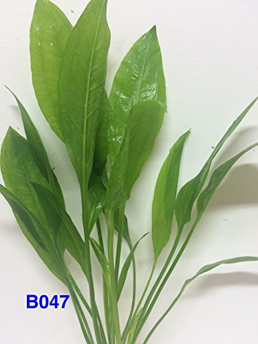 Exotic Live Aquatic Plant For Fresh Water Aquarium Echinodorus Bleheri Bundle B047 By Jaycobuy 2 Get 1 Free