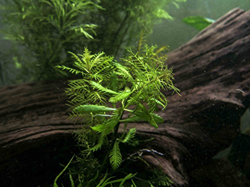 Mermaid Weed - 2 Bunches - Live Aquarium Plant By Aquatic Arts