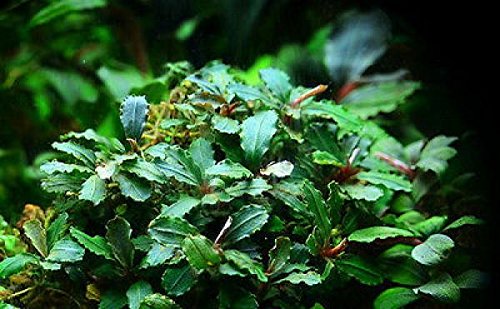 Rare Live Aquarium Plants Anubias - Bucephalandra-brownie-phantom-species-potted