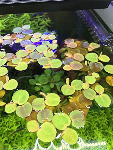Red Root Floater phyllanthus Fluitans Live Fresh Water Aquarium Plant Floating 5&quotx 5&quot