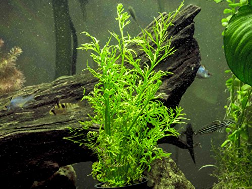 Water Sprite Aka Indian Water Fern ceratopteris Thalictroides - 6 To 8 Inch Bunch - Live Aquarium Plant By Aquatic