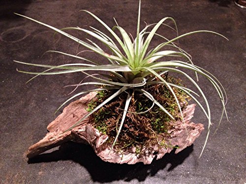 Natural Driftwood Air Plant Mount Tillandsia Living Art Great Christmas Gift