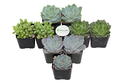 Shop Succulents BlueGreen Succulent Collection of 9