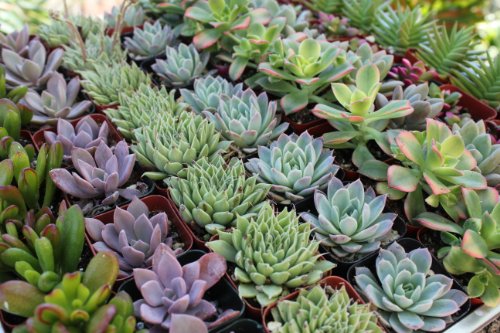 Shop Succulents Premium Pastel Succulent collection Of 20