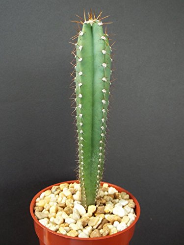 Cereus Peruvianus Rare Columnar Night Bloom Plant Cactus Cacti Grafting Stock 4&quot