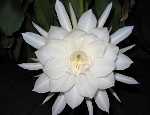 Epiphyllum Oxypetalum - Night Blooming Cereus - Fragrant Orchid Cactus - Well Rooted Plant