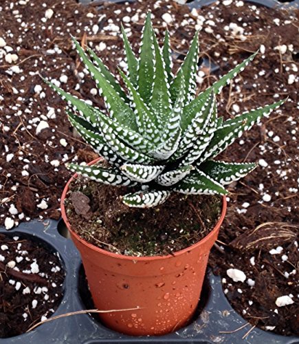 Haworthia Attenuata Zebra Zebrina Exotic Rare Succulent Cactus Plant Cacti 2