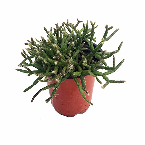 Hodge Podge Cactus Plant - Rhipsalis - 4 Pot