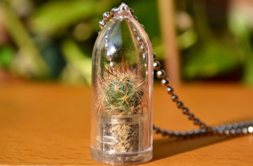 Shining Knight Live Cactus Plant Necklace Cactus Terrarium Gift