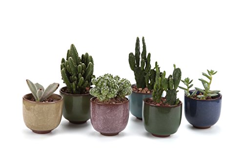 T4U 25 Inch Ceramic Ice Crack Zisha Raised Serial succulent Plant PotCactus Plant Pot Flower PotContainerPlanter Full colors Package 1 Pack of 6