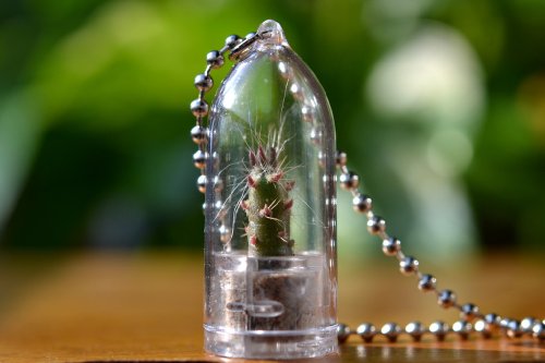 Vampire Cactus Plant Necklace Cactus Terrarium Gift