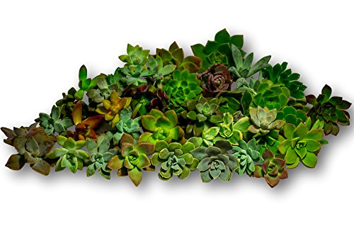 Fat Plants San Diego 45 Gorgeous All Rosette Succulent Cuttings