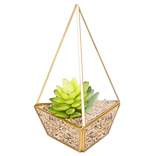 Homeideas Clear Glass Pyramid Tabletop Succulent Plant Terrarium Box  Decorative Air Plantamp Cacti Holder Case