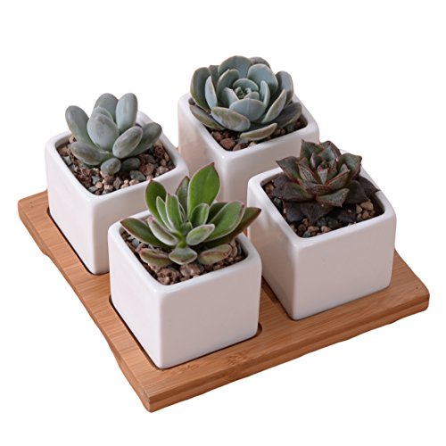 ROSE CREATE 4 Pcs 20 Inches Mini Ceramic Succulent Plant Pots with Pot Saucers Thumb Bonsai Pots with Hole - Pack of 4