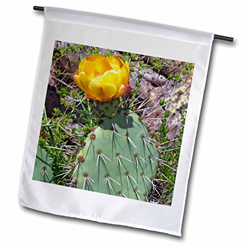 3dRose fl_45959_1 Costal Prickly Pear Cactus Flower Opuntia Littoralis Crystal Cove State Park California Garden Flag 12 by 18-Inch
