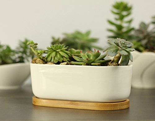 669inch Modern Oval Minimalist White Ceramic Succulent Plant Holder  Decorative Cactus Flower Planter Pot with Bamboo Saucers Plus Cleaning Cloth Oval