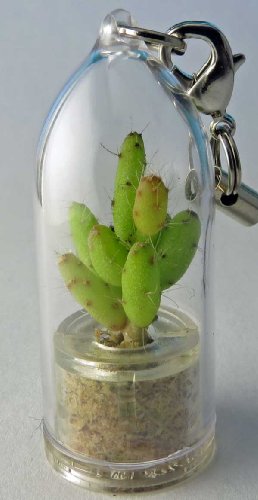 Apple Cactus - Live Cacti Terrarium Flower - Boo-boo Plant