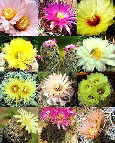 CORYPHANTHA MIX fragrant beehive cactus flower blooming cacti succulent 50 seeds