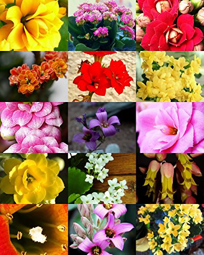 Flowering Kalanchoe Mix Rare Plant Exotic Cactus Flower Succulents Seed 30 Seeds