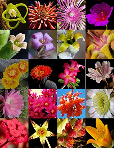 Flowering Succulent Mix Rare Plant Exotic Cactus Flower Succulents Seed 30 Seeds