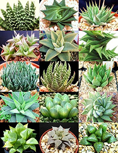HAWORTHIA MIX rare living sotnes plant exotic cactus flower succulents 25 seeds