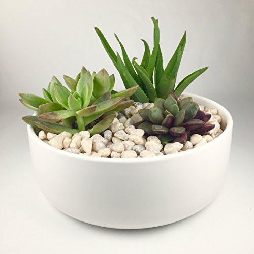 Maikai Products 6 Round White Ceramic Succulent Pot with Ceramic Tray Planterflower pot for succulent cactus flowers or artificial plants for home office Modern Minimalist Cute PLA0039-12