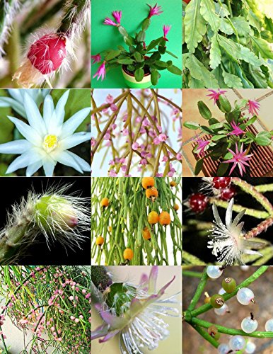 RHIPSALIS MIX rare night blooming plant exotic cactus flower succulents 20 seeds
