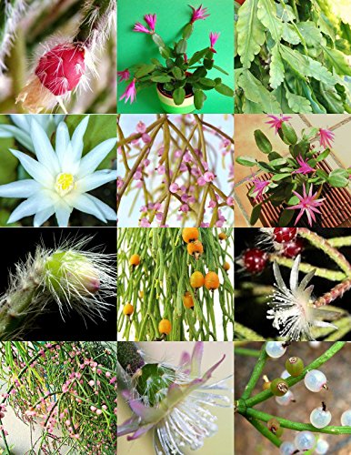 RHIPSALIS MIX rare night blooming plant exotic cactus flower succulents 20 seeds