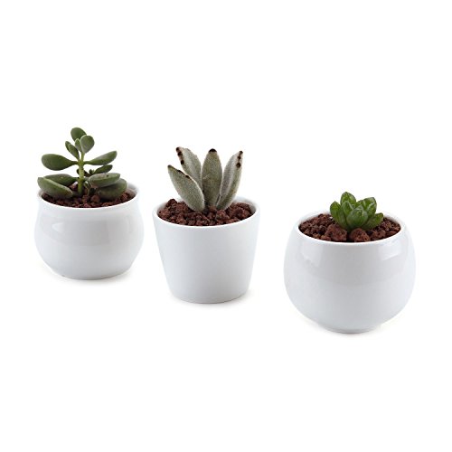 T4u 25275275 Inch Ceramic White Collection No31 Sucuulent Plant Potcactus Plant Pot Flower Potcontainer