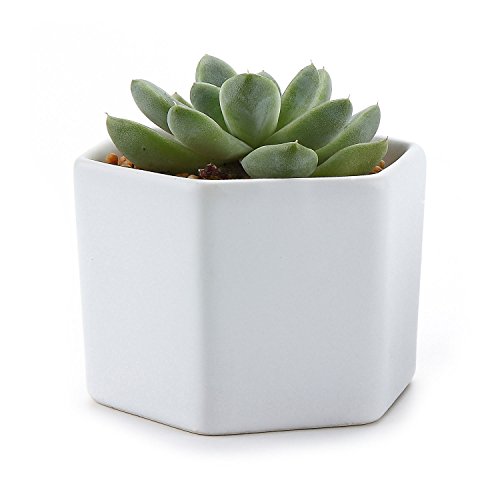 T4u 275 Inch Ceramic Six Sizes Semi Luster Surface Sucuulent Plant Potcactus Plant Pot Flower Potcontainer