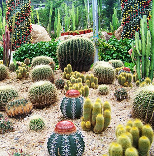 3 Packs Of Mixture Of Cactus Seed  1 Pack 10 Seeds Cactaceae Cacti Barbary Fig Bulbous Cactus Garden Seed F006