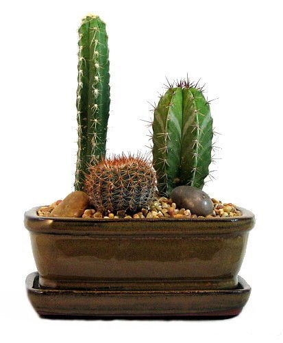 Arizona Cactus Garden - Glazed Pot - Great Gift - Easy to grow