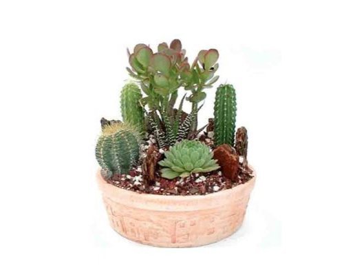 Cactus Garden Small  Green Gift that Ships Via 2-Day Air