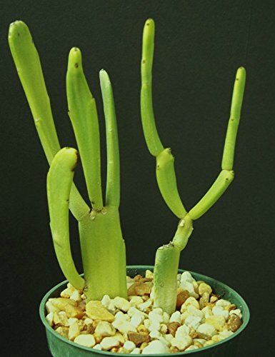 Euphorbia Enterophora ssp Crassa rare succulent plant exotic cactus garden 4