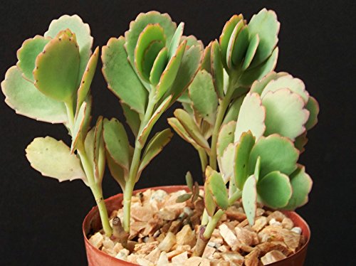 Kalanchoe fedtschenkoi rare succulent air plant cactus garden exotic aloe 4 pot