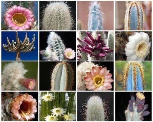 MIX Columnar cacti outdoor rare cactus garden tall cereus flower seed 100 SEEDS