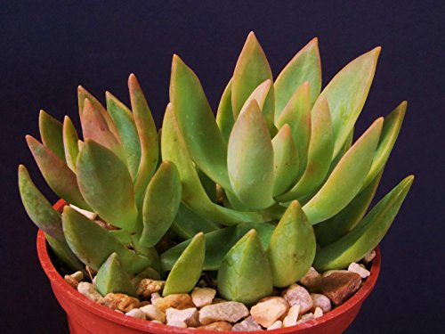 Sedum nussbaumerianum rare succulent air plant cactus garden exotic aloe 4 pot