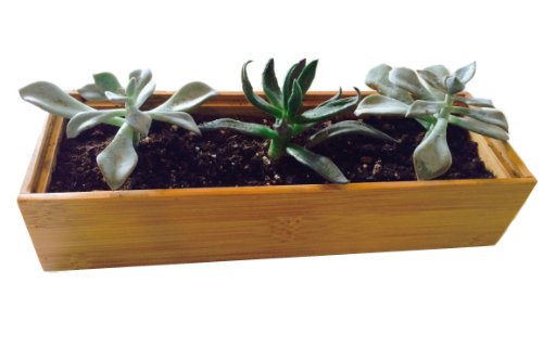 Succulents Cactus Garden Growing Kit Wooden Bamboo Planter 3x9  Potting Soil  Rocks