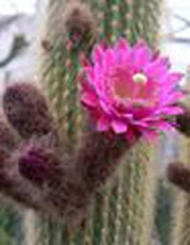 Weberbauerocereus winterianus exotic columnar cacti garden cactus seed 100 SEEDS