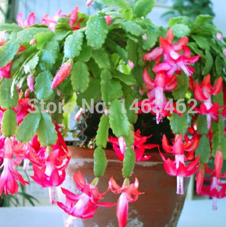 10pcs  bag Christmas cactus flower seeds christmas cactus plants bonsai for home garden